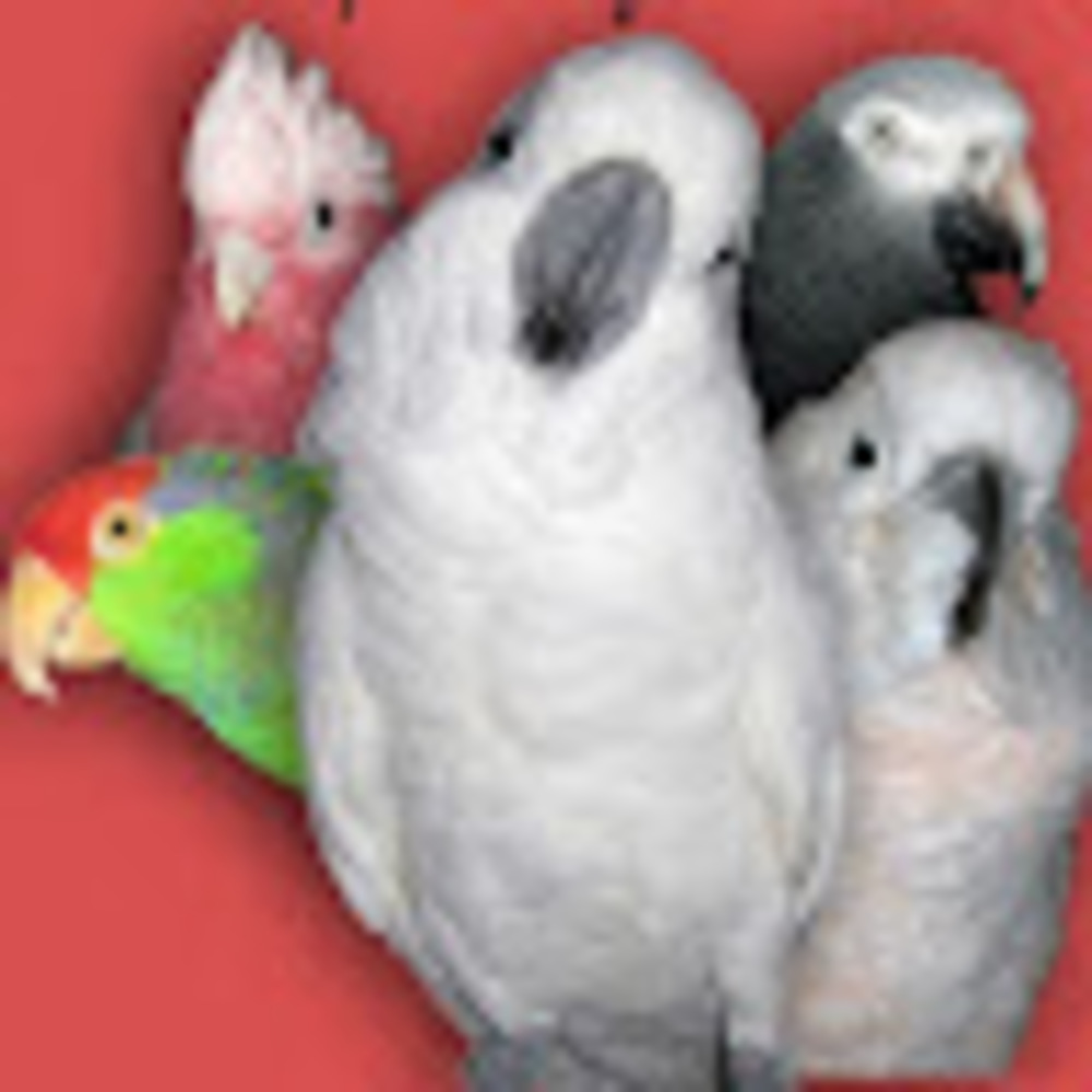 Meet your Posher, Preen